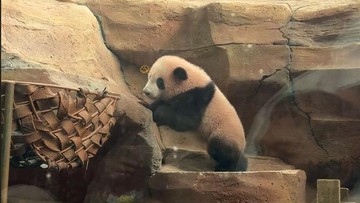 Panda Rio Foto: Taman Safari Indonesia
