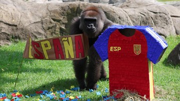 Gajah memilih simbol tim dalam kegiatan prediksi pertandingan Piala Dunia di Kebun Binatang Guadalajara, Meksiko. Aktivitas tersebut menjadi bagian dari rangkaian penyambutan turnamen sepak bola dunia yang digelar di kota tuan rumah. REUTERS/Michelle Freyria
