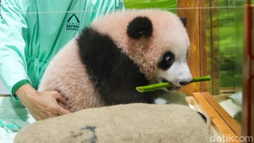Panda Rio. Foto: Gilang Faturahman/detikfoto