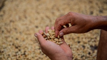 Buah kopi arabika di Desa Mekarmanik, Kecamatan Cimenyan, Kabupaten Bandung, Jawa Barat. Foto: ANTARA FOTO/Raisan Al Farisi