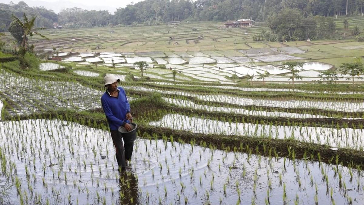 Foto: Ilustrasi program swasembada pangan nasional. (Dok. Kementan)
