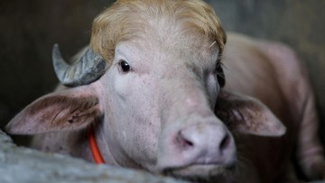 Kisah Dramatis Kerbau Albino 'Mirip Trump' yang Selamat dari Kurban Idul Adha dan Kini Hidup Mewah di Kebun Binatang Dhaka