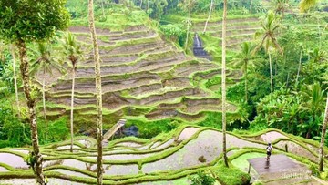 Sawah di Bali (UGC detik)