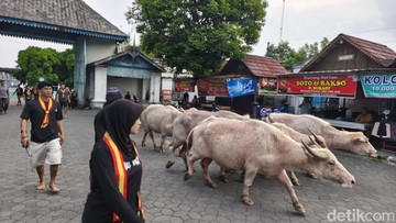 Kebo bule yang akan dikirab keliling Keraton Solo (Agil Trisetiawan Putra/detikJateng)