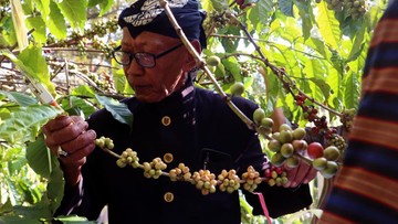 Pemuka adat menuntun sepasang muda-mudi pembawa biji kopi lanang (laki-laki) dan wadon (perempuan) saat prosesi Temanten Kopi di perkebunan Kopi De Karanganjar, Blitar, Jawa Timur. Tradisi tersebut menjadi penanda dimulainya musim panen dan penggilingan kopi. ANTARA FOTO/Irfan Anshori