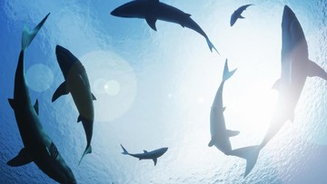 Ilustrasi hiu (Thinkstock)