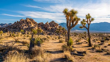 Joshua Tree di Taman Nasional Joshua di California (Getty Images/iStockphoto/yongyuan)