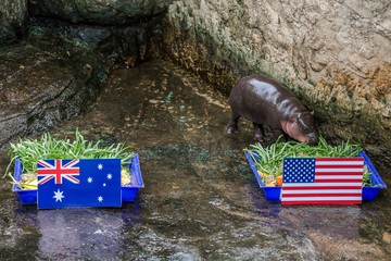 Moo Daeng, seekor kuda nil kerdil betina berusia hampir tiga bulan, memilih makanan dari wadah bergambar bendera Amerika Serikat dalam acara prediksi pertandingan Piala Dunia 2026 di Kebun Binatang Nakhon Ratchasima, Thailand, Jumat (19/6/2026). REUTERS/Chalinee Thirasupa
