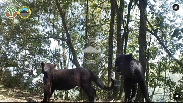 Macan Tutul Jawa terekam kamera (dok. TNBTS)