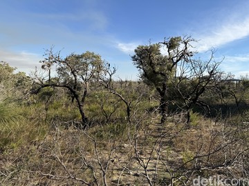 Nilgen Nature Reserve berada di pesisir Australia Barat, dekat Lancelin, sekitar dua jam perjalanan dari Perth, surga bunga liar yang beradaptasi dengan kebakaran.(Femi Diah/detikcom)