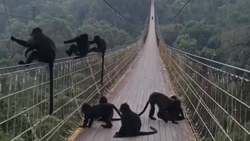 ScreenshotLutung di jembatan gantung Situ Gunung, Sukabumi (Istimewa)