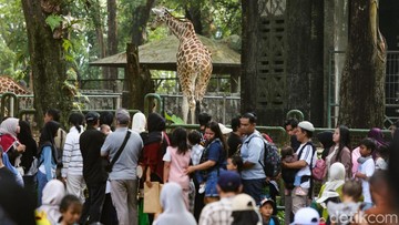Pengunjung berwisata di Taman Margasatwa Ragunan, Jakarta, Minggu (28/6/2026). Taman Margasatwa Ragunan menggratiskan tiket masuk dalam rangka HUT ke-499 DKI Jakarta selama tiga hari, yaitu 22 Juni, 27 Juni, dan 28 Juni.