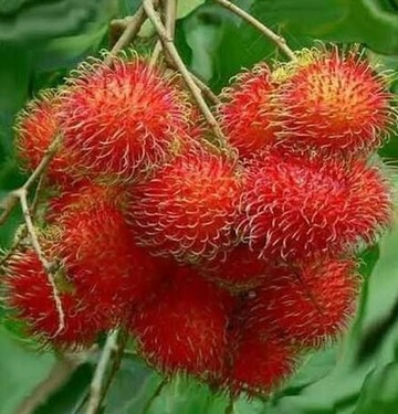 Ackee adalah buah tropis yang bentuknya mirip pir. Buah ini berasal dari Afrika Barat yang tergolong langka karena harus dipanen saat matang sempurna agar tak beracun. Foto: Istimewa