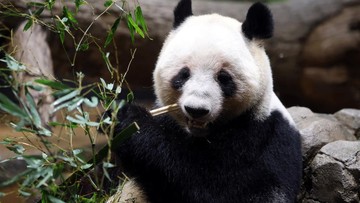 Ilustrasi panda (Issei Kato/Reuters)