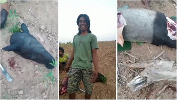 Tapir yang viral di Lampung berakhir disembelih warga (Istimewa/Tangkapan Layar)