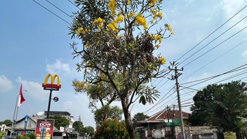 Bunga Tabebuya bermekaran di Depok (dok. Istimewa)