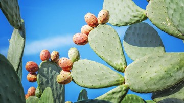 Kaktus Pir Berduri: Rahasia Superfood Baru Jepang Kaya Gizi dan Potensi Kesehatan