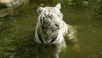 Harimau bengal putih bernama Pasha. (Mandai Wildlife Group)