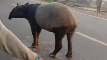 Tapir berkeliaran di jalan lintas Mesuji, Lampung (Foto: Istmewa/Tangkapan Layar)