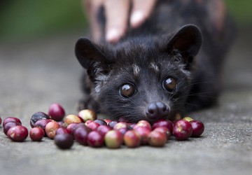 Foto: Getty Images/Paula Bronstein