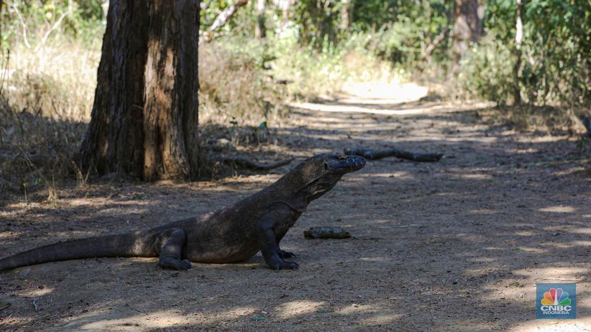 Foto: Wisatawan berkunjung di Taman Nasional Komodo, Pulau Komodo, Nusa Tenggara Timur, Minggu (24/7/2022). (CNBC Indonesia/ Andrean Kristianto)