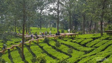 Gunung Mas, Puncak, Bogor (detik)