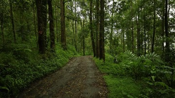 Pemandangan jalan alternatif ke Banjar Paketan, Desa Sukawana, Kintamani, yang diapit hutan pinus (Aryo Mahendro/detikBali)