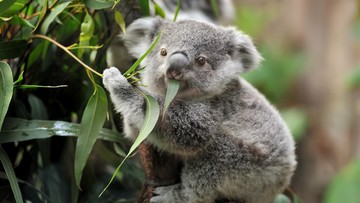 Foto: Ilustrasi koala (Getty Images/iStockphoto/Freder)