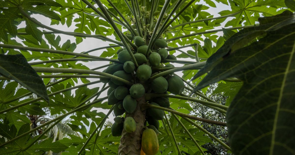 4 Manfaat Air Rebusan Daun Pepaya, Efektif Jaga Kesehatan Sistem Pencernaan!