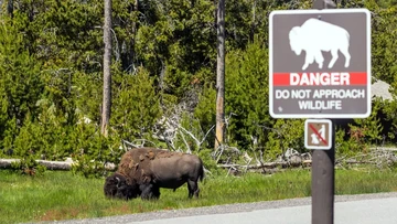 Bison di Taman Nasional Yellowstone (CNN)