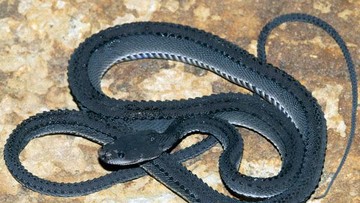 Foto: © Lutz Obelgönner / http://www.reptile-care.de/species/Serpentes/Xenodermatidae/Xenodermus-javanicus.html