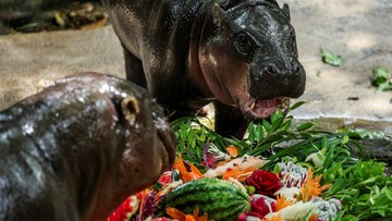Moo Deng kuda nil kerdil asal Thailand. (Chalinee Thirasupa/Reuters)