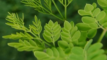 Kelor, Superfood Indonesia yang Terganjal Regulasi Pangan di Australia