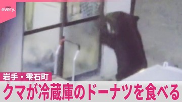 Beruang Liar Jepang Terobsesi Makanan Manis, Hantui Warga Desa