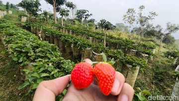 Petik Stroberi Segar di Lereng Ciremai, Nikmati Udara Sejuk dan Panorama Alam yang Memukau