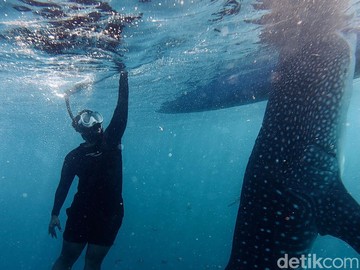 Snorkeling bersama hiu paus Sherly di Gorontalo (dok detikcom)
