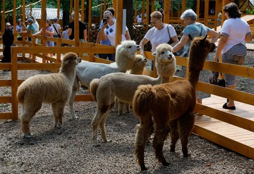 Pengunjung mendatangi taman alpaka pada hari pertama pembukaannya di Donetsk, wilayah Ukraina yang dikuasai Rusia, Kamis (23/7/2026). REUTERS/Alexander Ermochenko