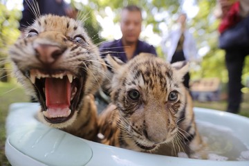 Kebun Binatang Yangzhou di Provinsi Jiangsu, China, menerapkan berbagai langkah untuk membantu satwa bertahan menghadapi suhu tinggi yang melanda wilayah tersebut selama musim panas. Upaya itu dilakukan guna menjaga kesehatan dan kenyamanan koleksi satwa di tengah cuaca yang semakin terik. VCG via Getty Images/VCG