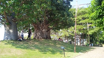 Banyaknya pepohonan, beberapa bangku, dan rumput hijau membuat taman ini cocok untuk tempat piknik.